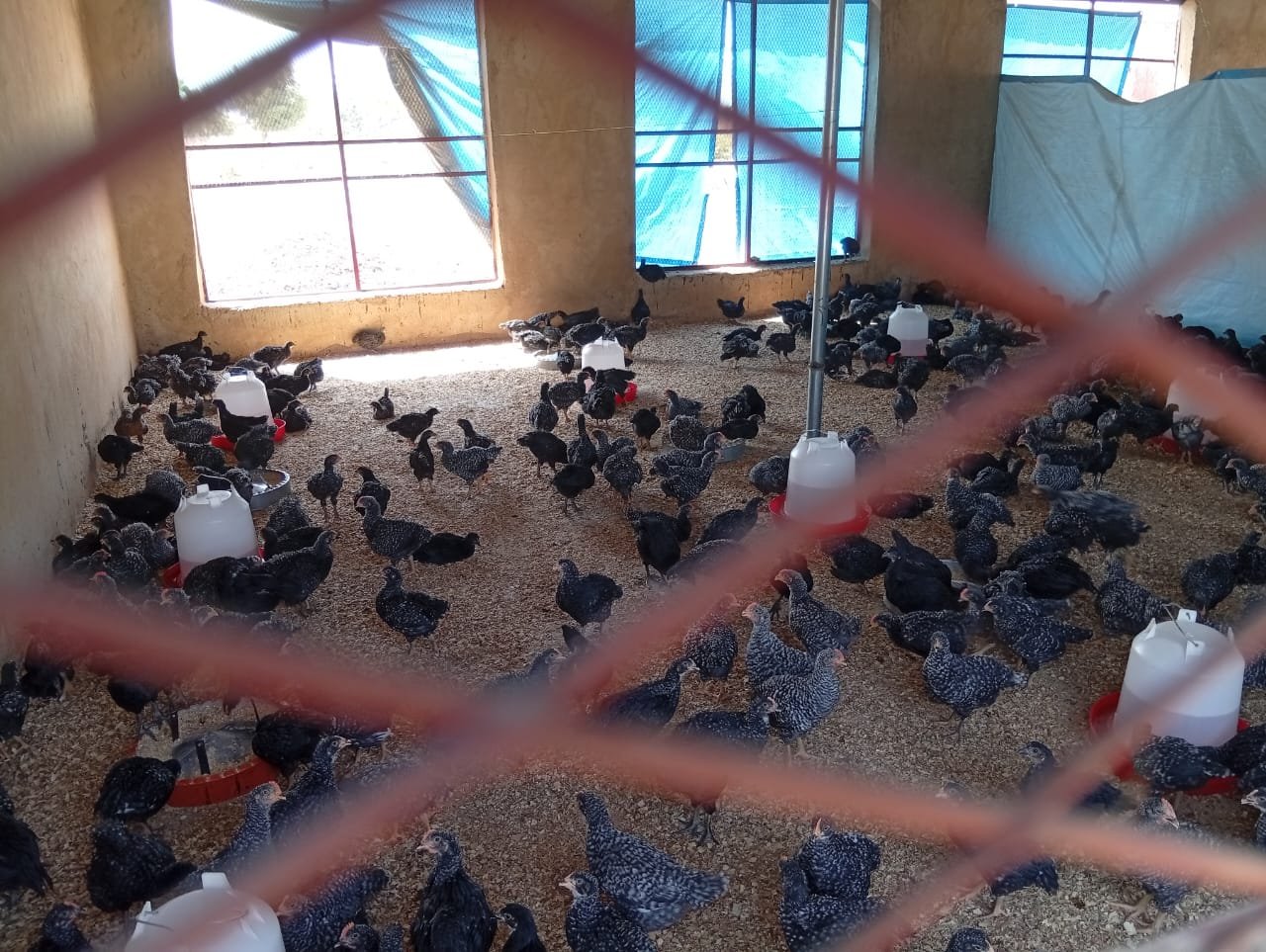 Production de volaille